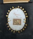 Picture of CA0169 A fine painted miniature of Napoleon after Delaroche